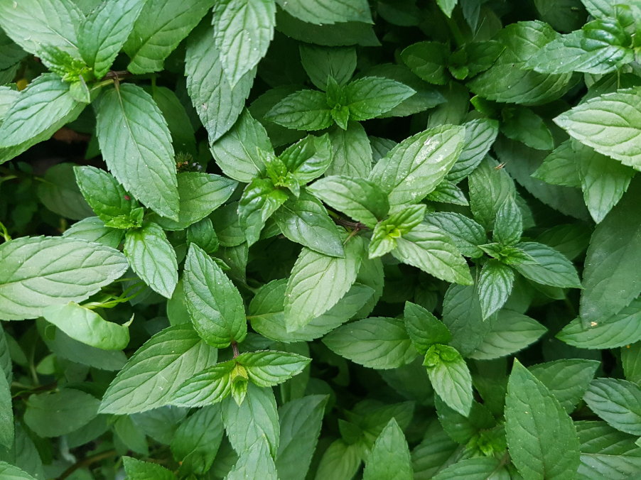 close up image of green plants