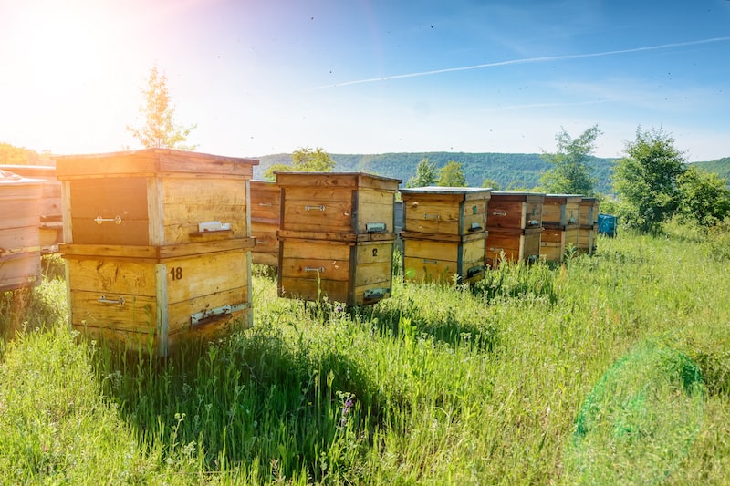 image of bee apiaries in field
