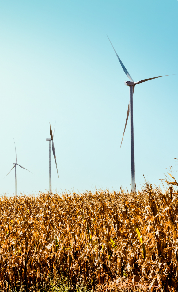 field with wind turbines in background