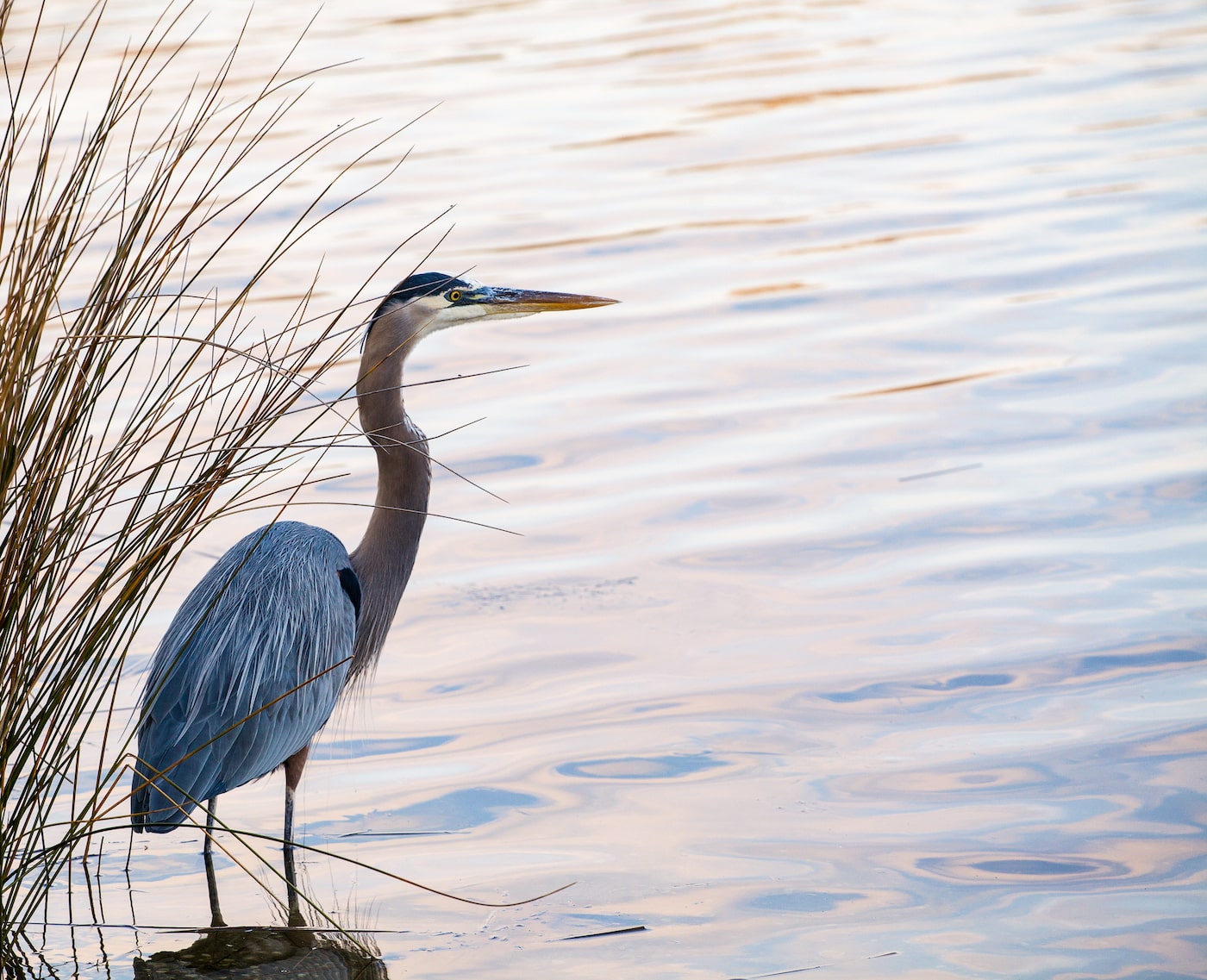 heron by the water