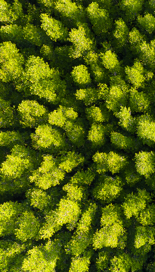 Aerial view of forest, Texture of mangrove forest view from drone
