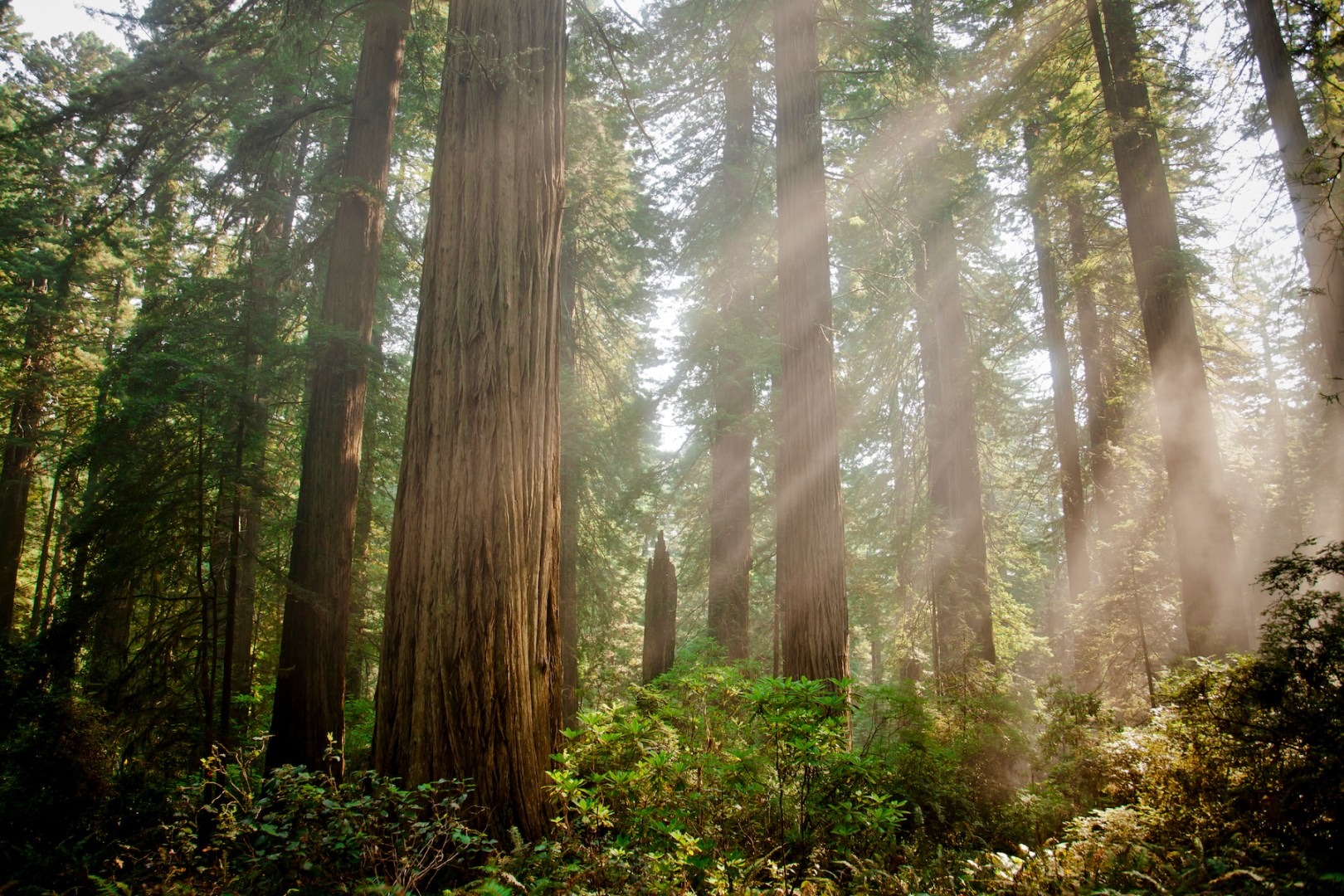 Redwood Forest in the sunlight
