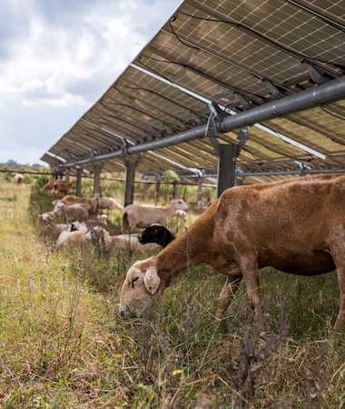 Goats grazing in a field underneath solar panels